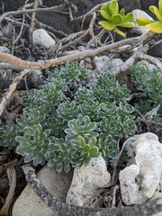 Heliotropium anomalum