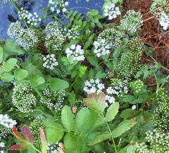 Oenanthe pimpinelloides