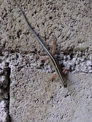 Sphenomorphus sanctus