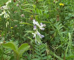 Vicia biennis