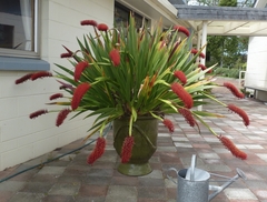 Xeronema callistemon