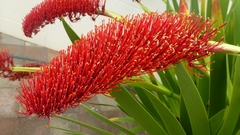 Xeronema callistemon