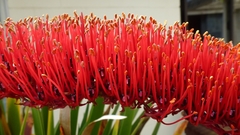 Xeronema callistemon