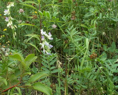 Vicia biennis