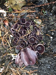 Daleomyces