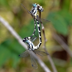 Austroepigomphus praeruptus