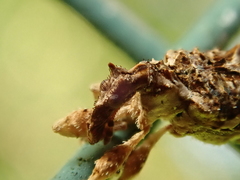 Stephanorhynchus curvipes