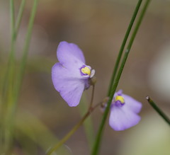Utricularia grampiana