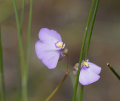 Utricularia grampiana