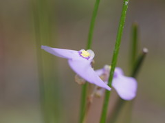 Utricularia grampiana