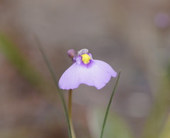 Utricularia grampiana