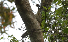 Ptiloris paradiseus