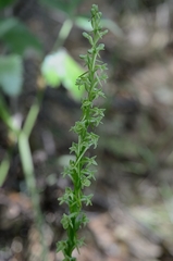 Platanthera michaelii