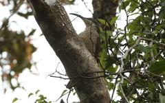 Ptiloris paradiseus