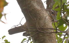 Ptiloris paradiseus