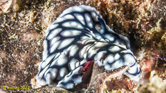 Pseudoceros imitatus