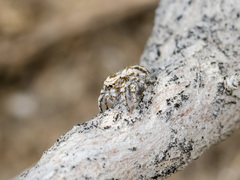 Pseudomogrus dalaensis