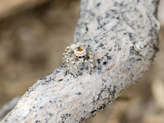 Pseudomogrus dalaensis