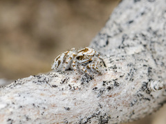 Pseudomogrus dalaensis