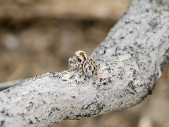 Pseudomogrus dalaensis