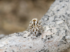 Pseudomogrus dalaensis