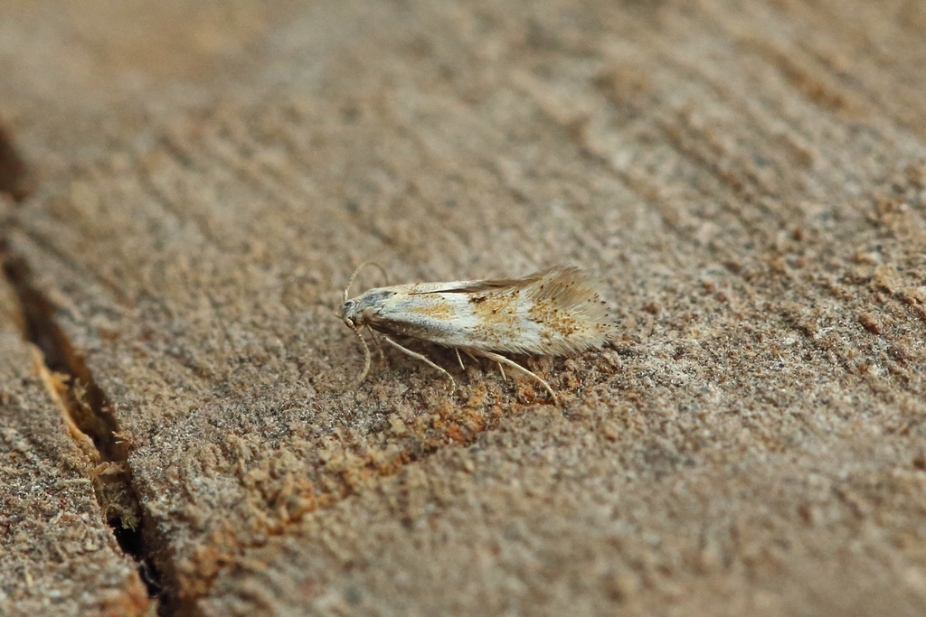 Brown-barred Dwarf