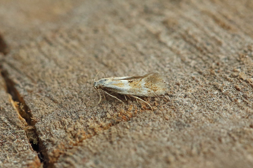 Brown-barred Dwarf