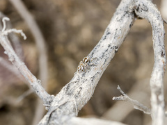 Pseudomogrus dalaensis