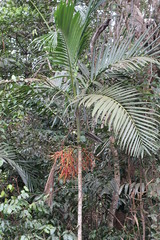 Ptychosperma elegans