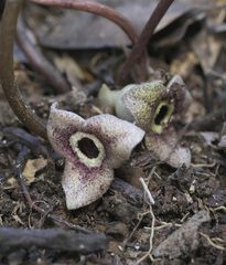 Asarum nipponicum