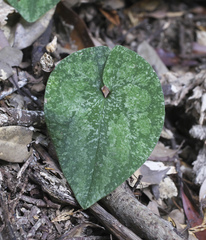 Asarum nipponicum