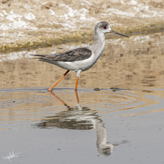 Himantopus himantopus