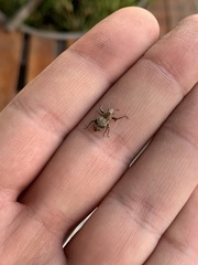 Pantomorus postfasciatus