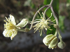 Clematis apiifolia