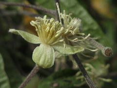 Clematis apiifolia