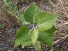 Populus tomentiglandulosa