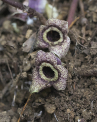 Asarum nipponicum