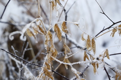 Lathyrus palustris pilosus