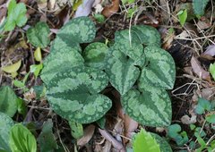 Asarum nipponicum