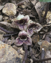 Asarum nipponicum