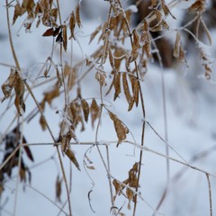 Lathyrus palustris pilosus