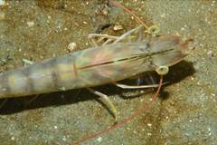 Penaeus californiensis