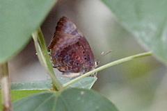 Arhopala madytus