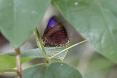 Arhopala madytus