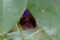 Arhopala madytus