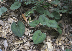 Asarum nipponicum