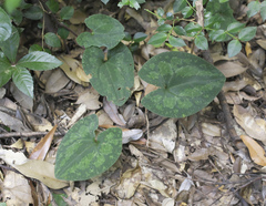Asarum nipponicum
