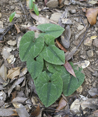Asarum nipponicum