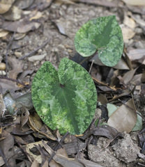 Asarum nipponicum