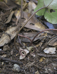 Asarum nipponicum